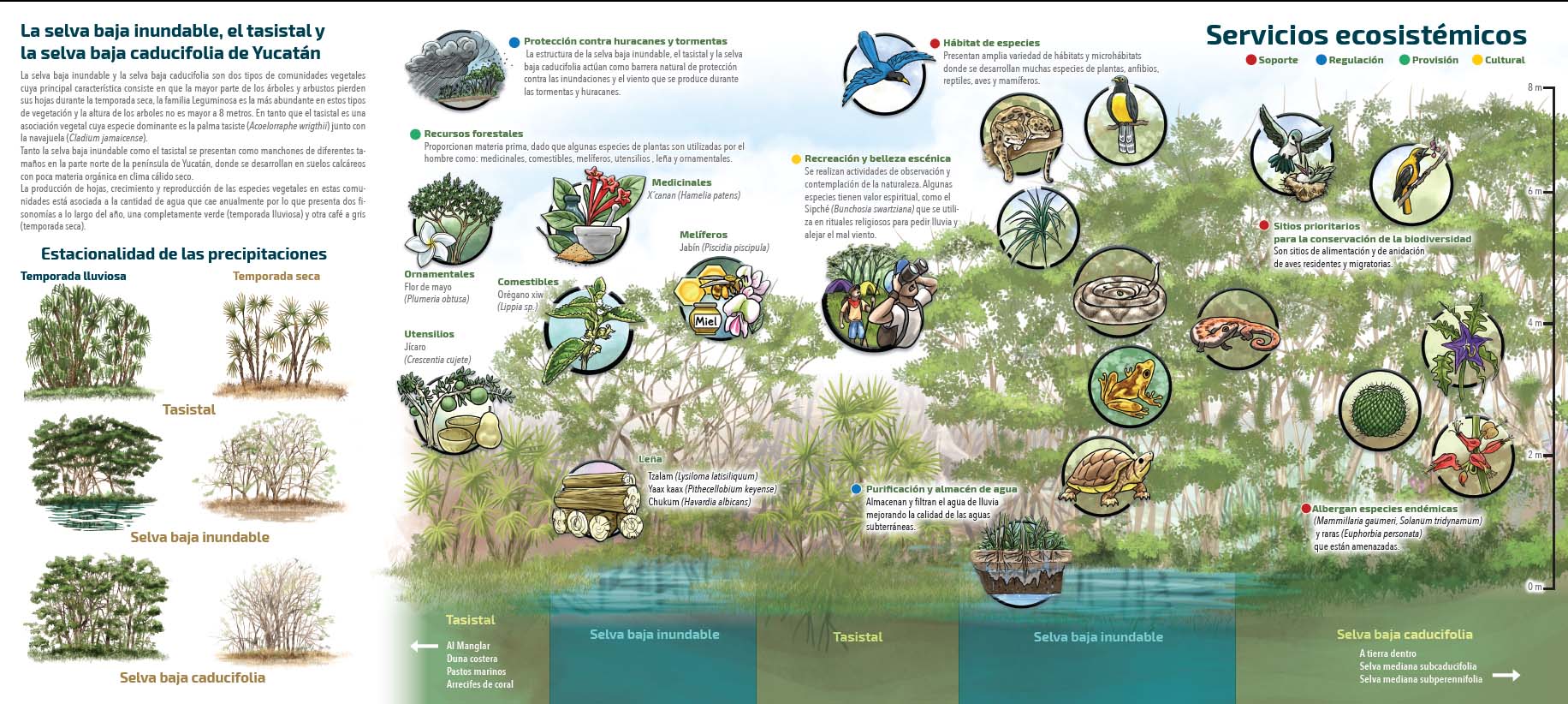 Servicios ecosistemicos selva baja